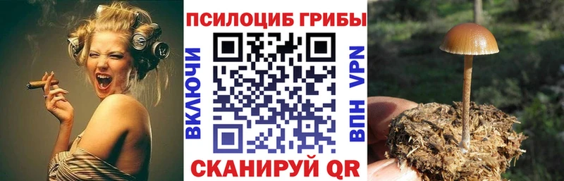 Псилоцибиновые грибы Cubensis  Купить где  Елизово 